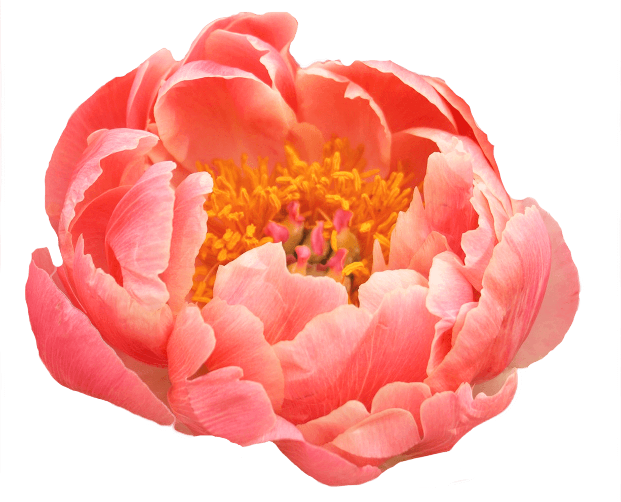 Vibrant Pink Peony Flower PNG