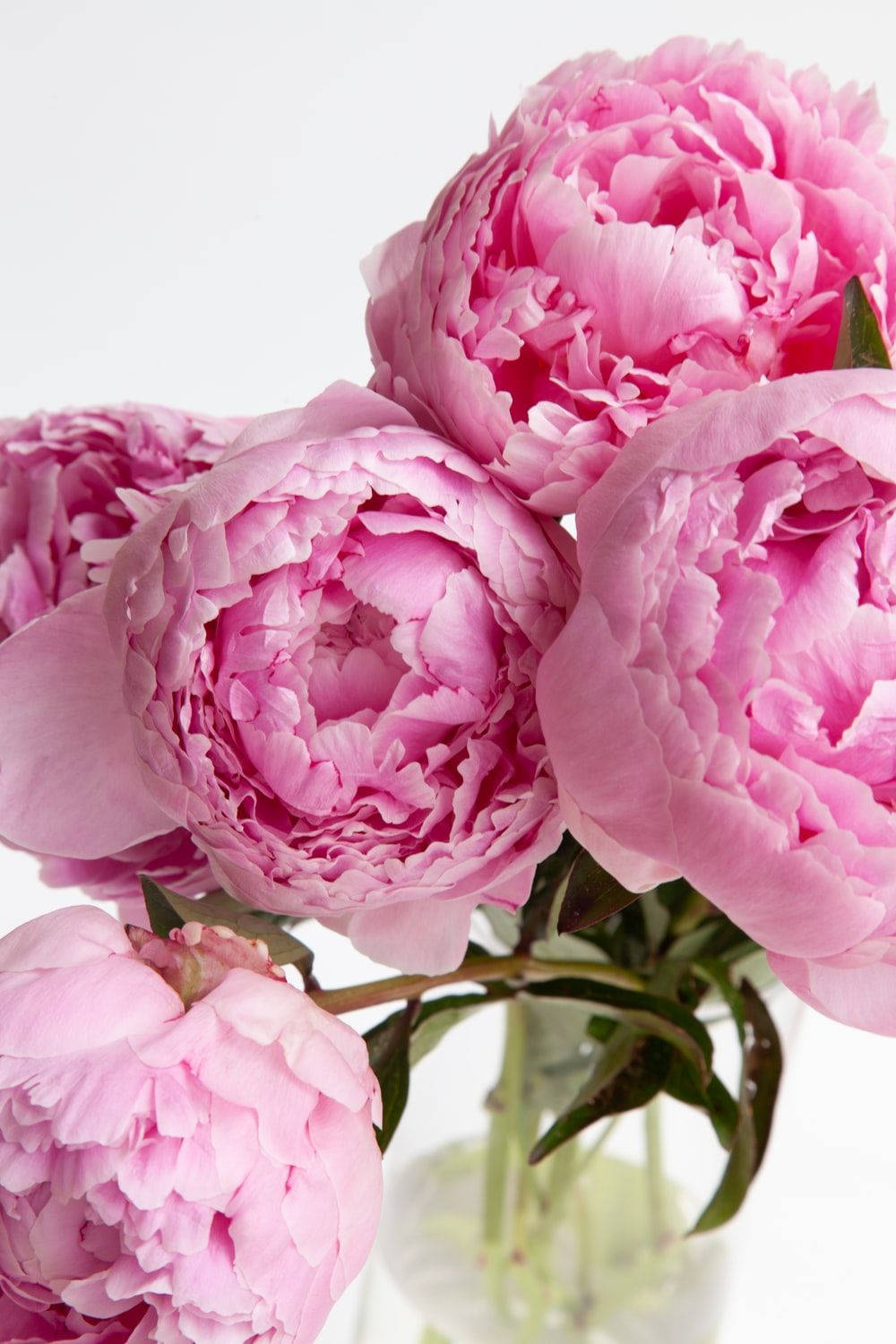 Floresde Peonía Rosa Vibrante. Fondo de pantalla