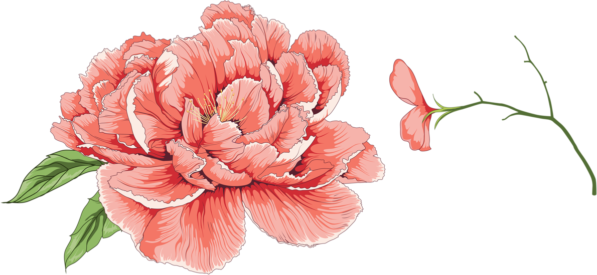 Vibrant Pink Peony Illustration PNG