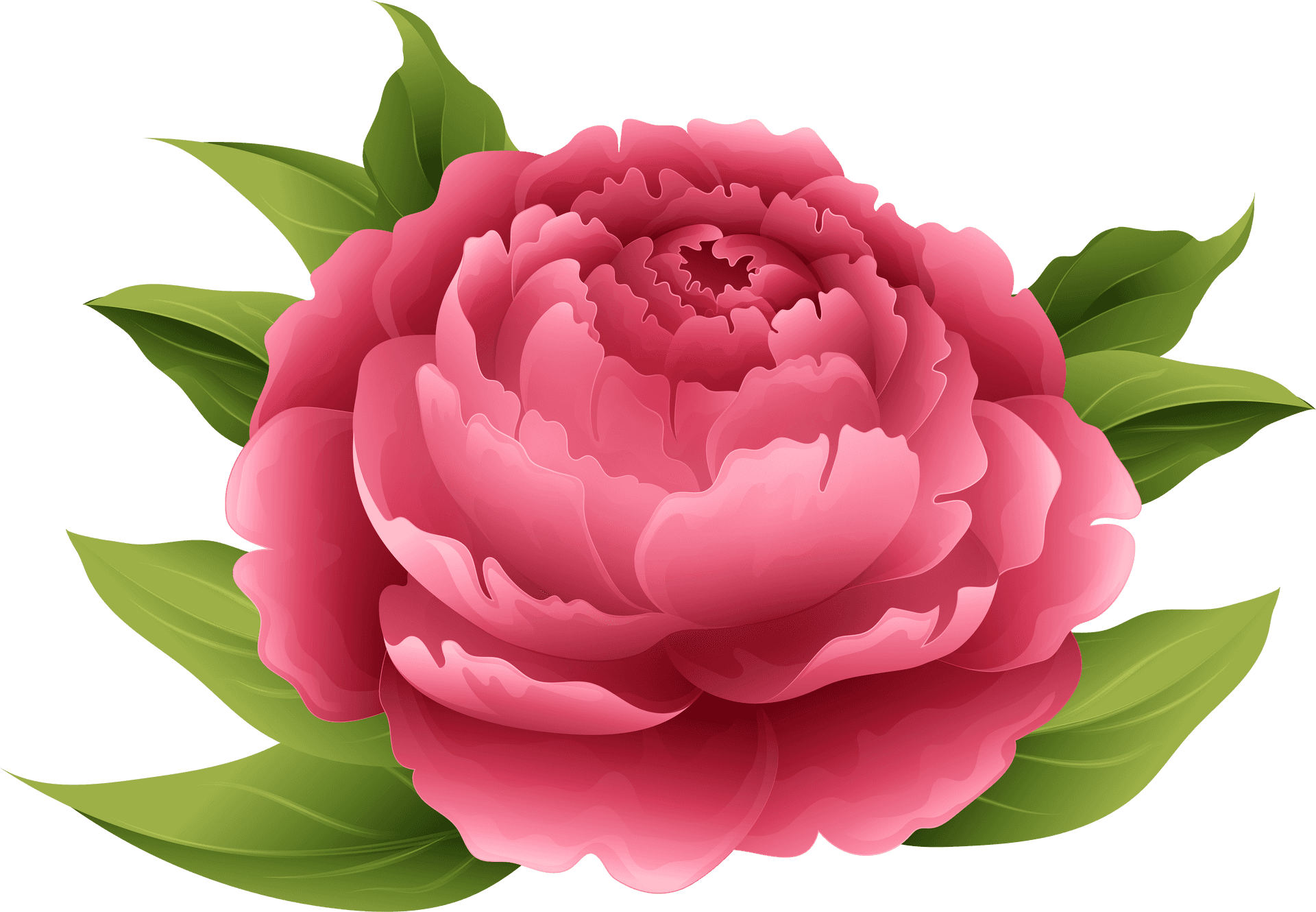 Vibrant Pink Peony Illustration PNG