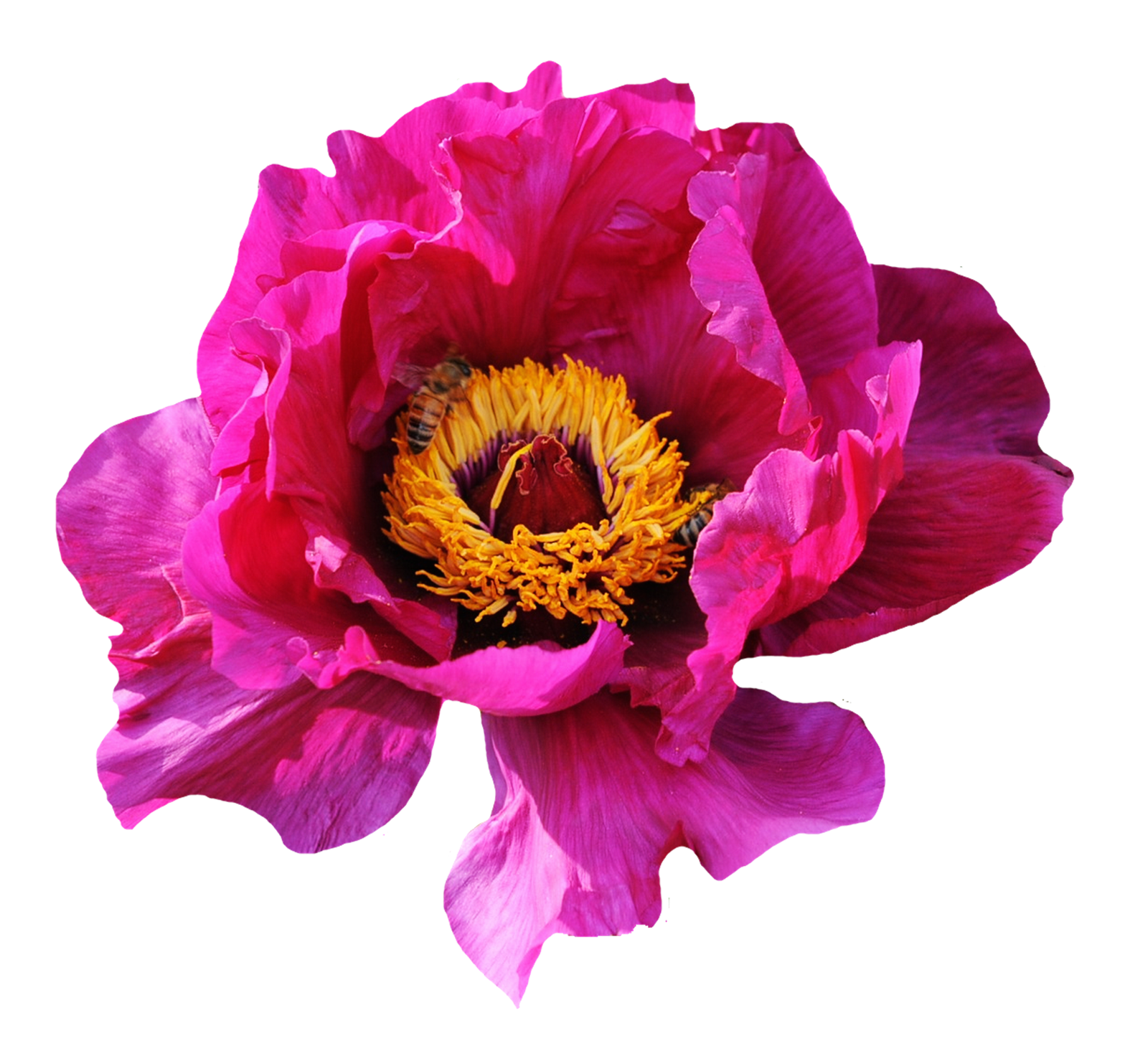 Vibrant Pink Peonywith Bee PNG