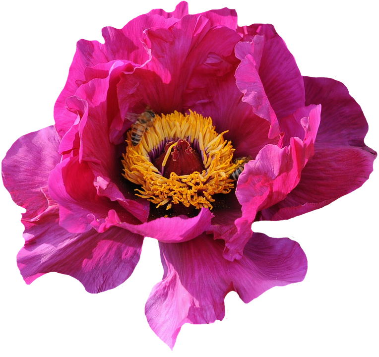 Vibrant Pink Peonywith Bee PNG