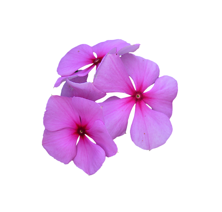 Vibrant_ Pink_ Periwinkle_ Flowers PNG