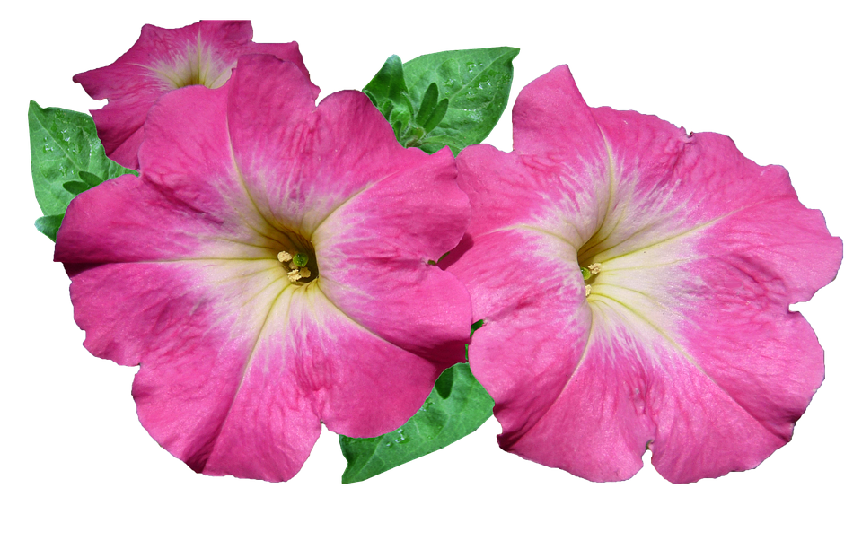 Vibrant Pink Petunia Flowers PNG