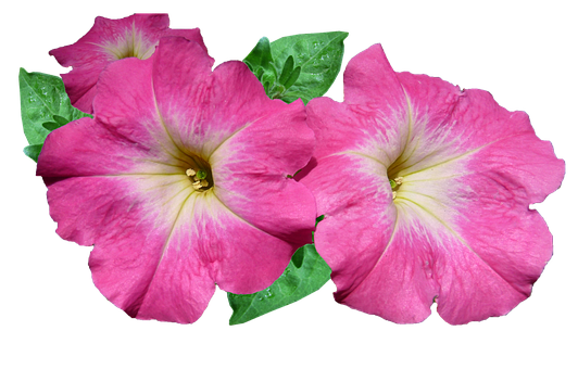 Vibrant Pink Petunias Black Background PNG