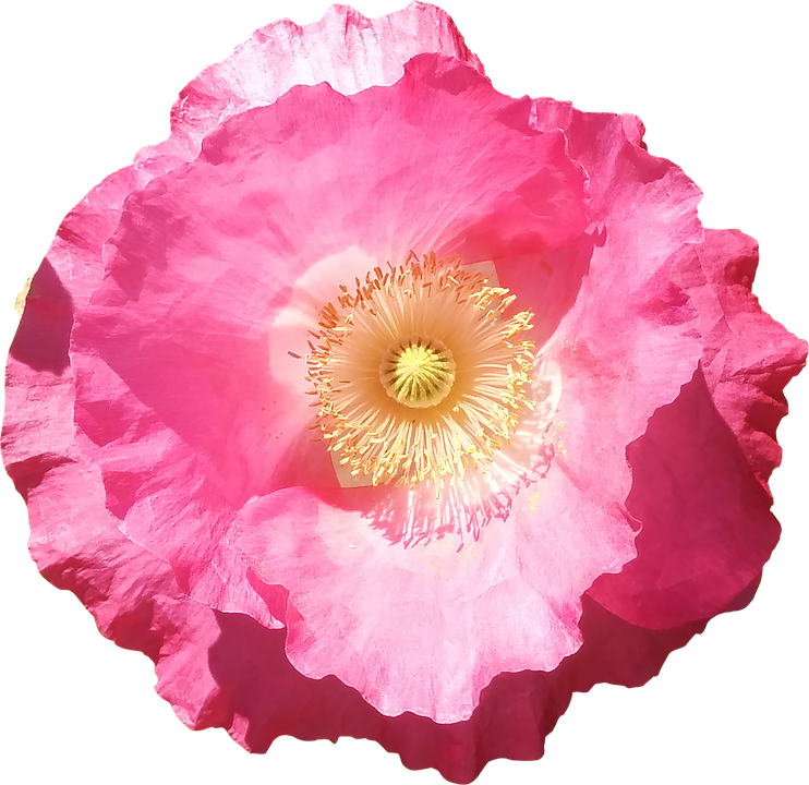 Vibrant Pink Poppy Flower PNG
