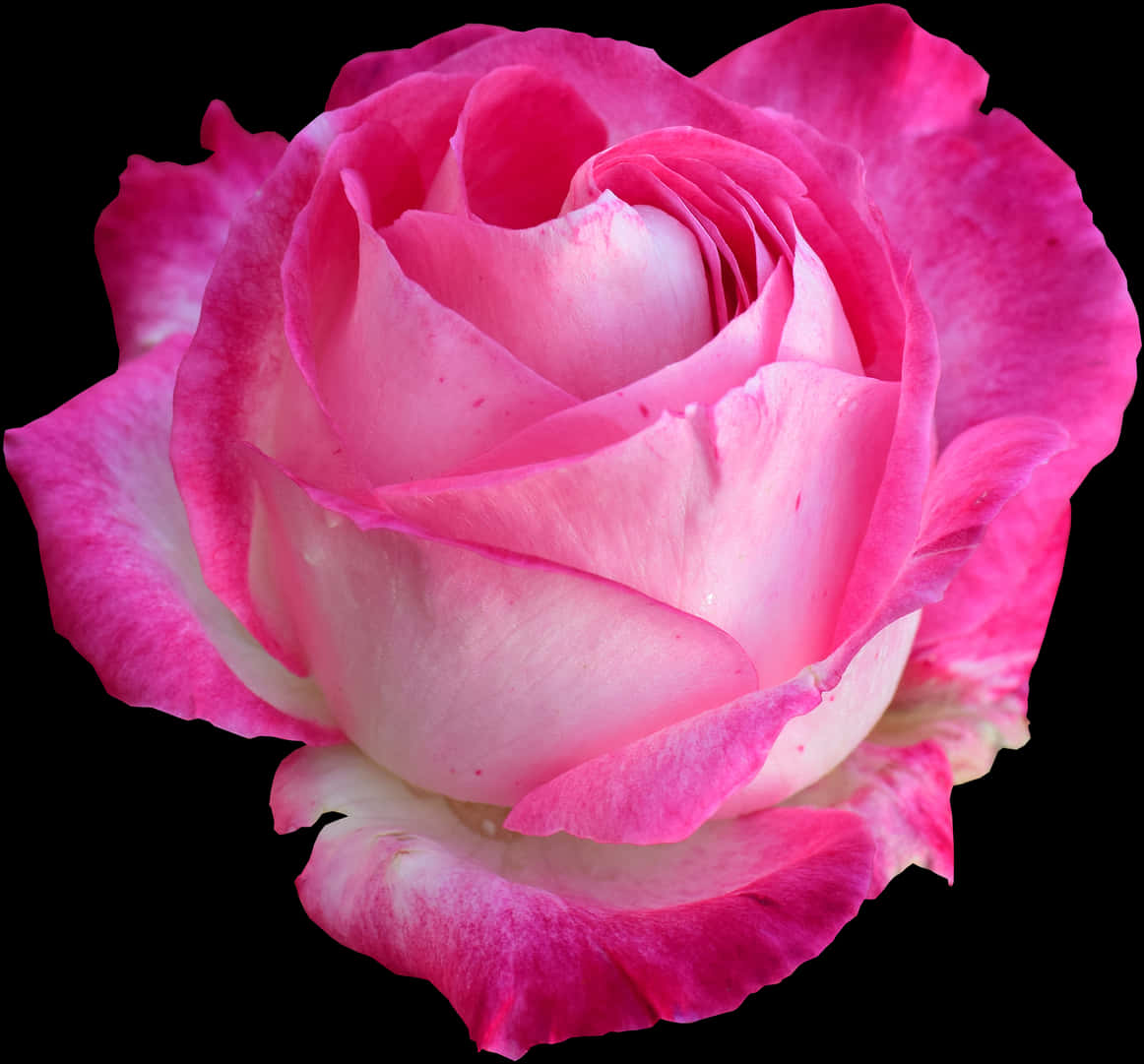 Vibrant Pink Rose Black Background PNG