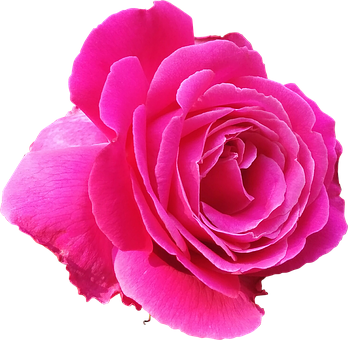 Vibrant Pink Rose Black Background PNG