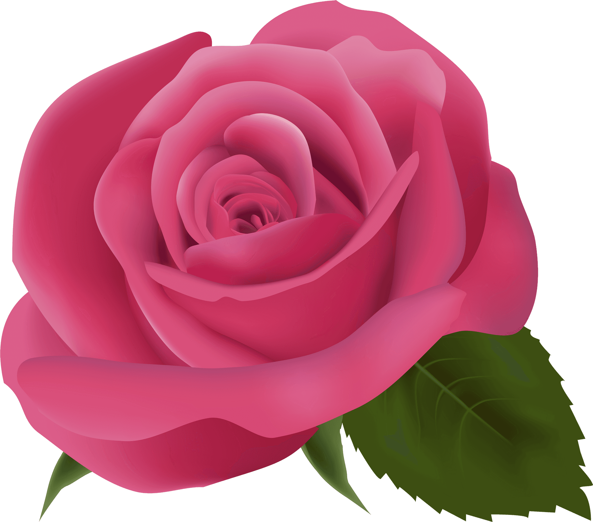 Vibrant Pink Rose Bloom PNG