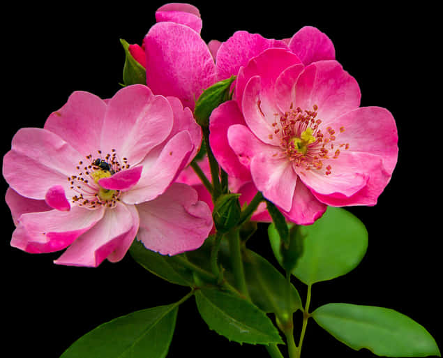 Vibrant Pink Rose Blooms PNG