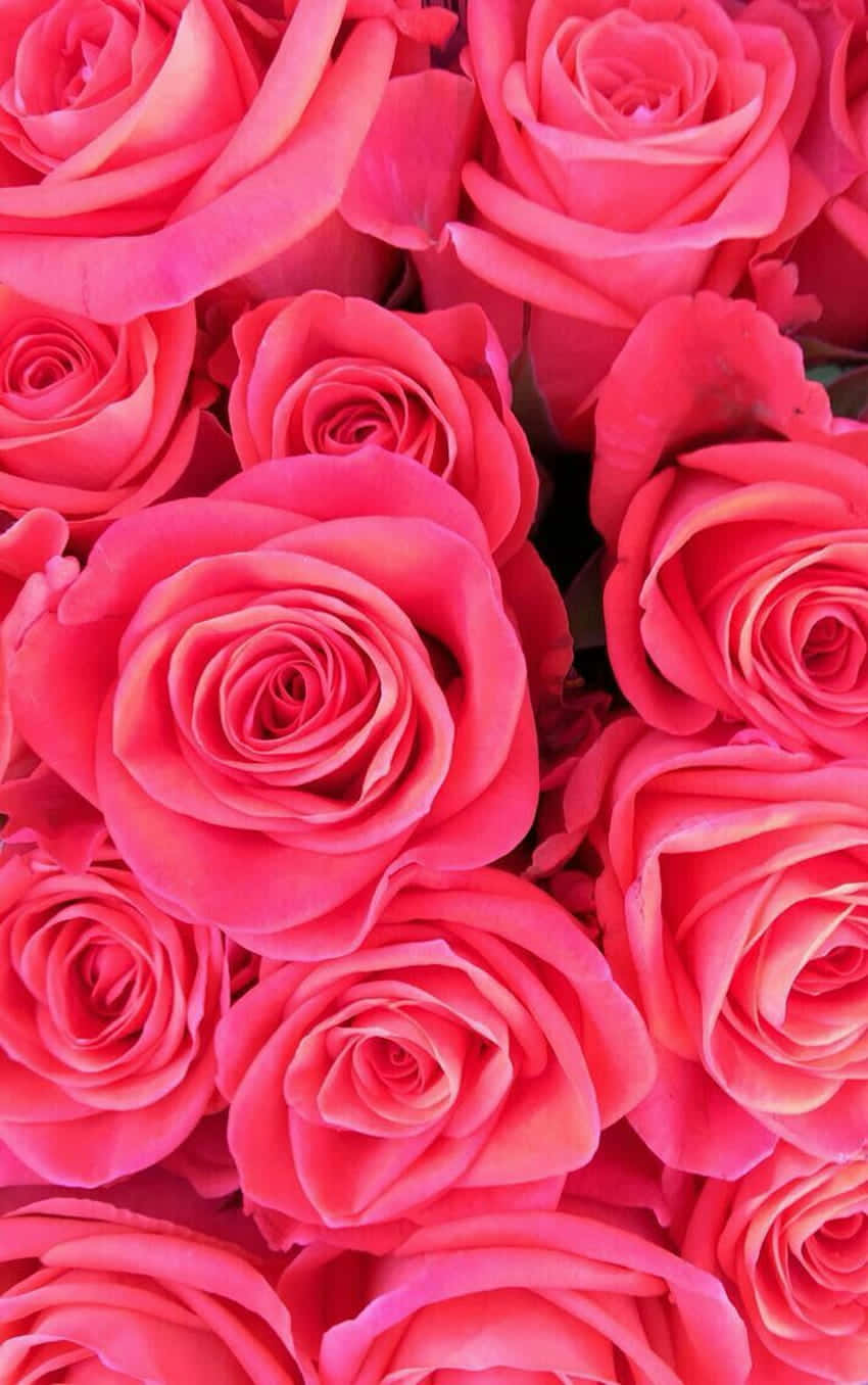 Vibrant_ Pink_ Rose_ Bouquet.jpg Wallpaper
