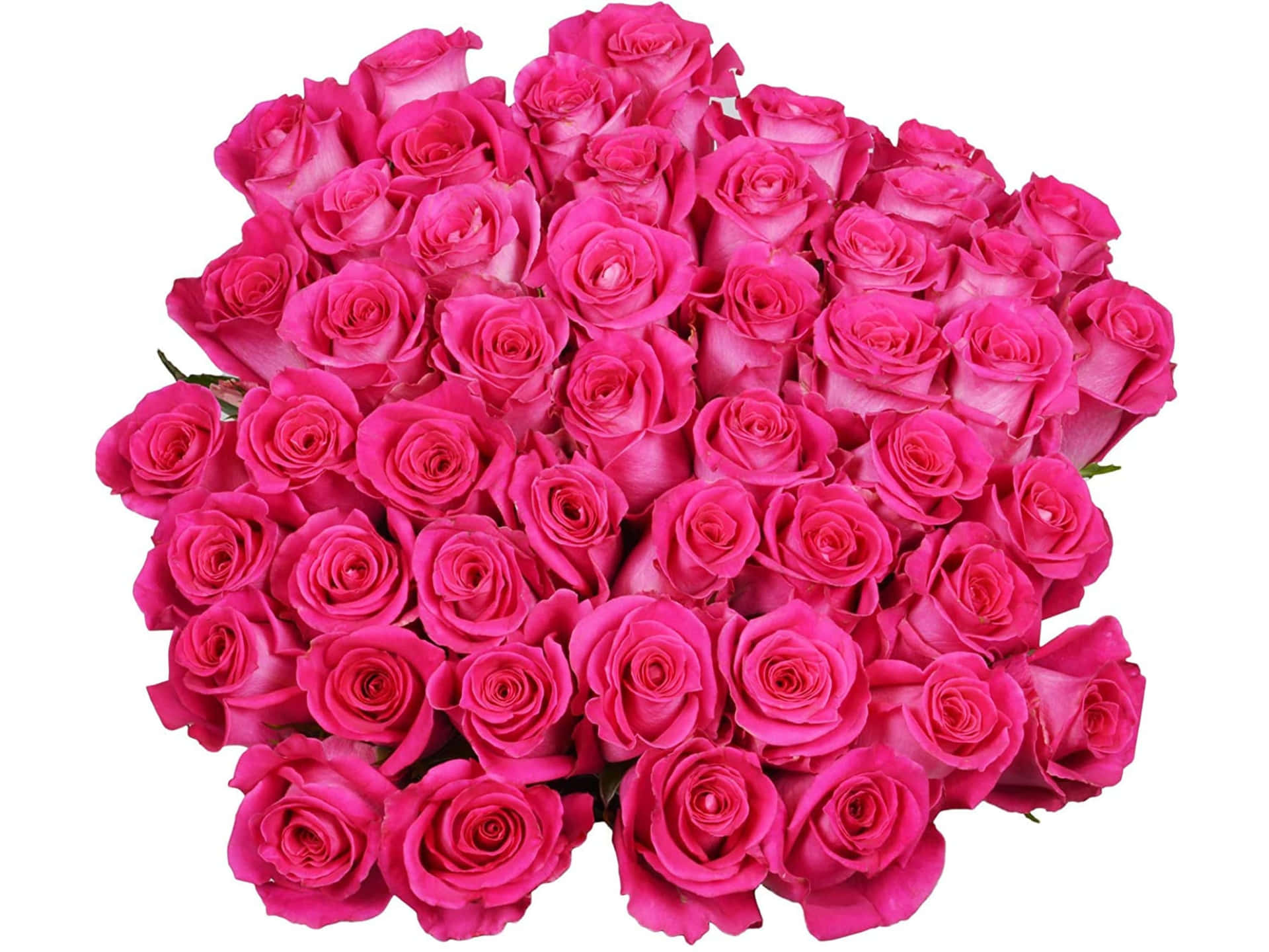 Vibrant_ Pink_ Rose_ Bouquet.jpg Wallpaper