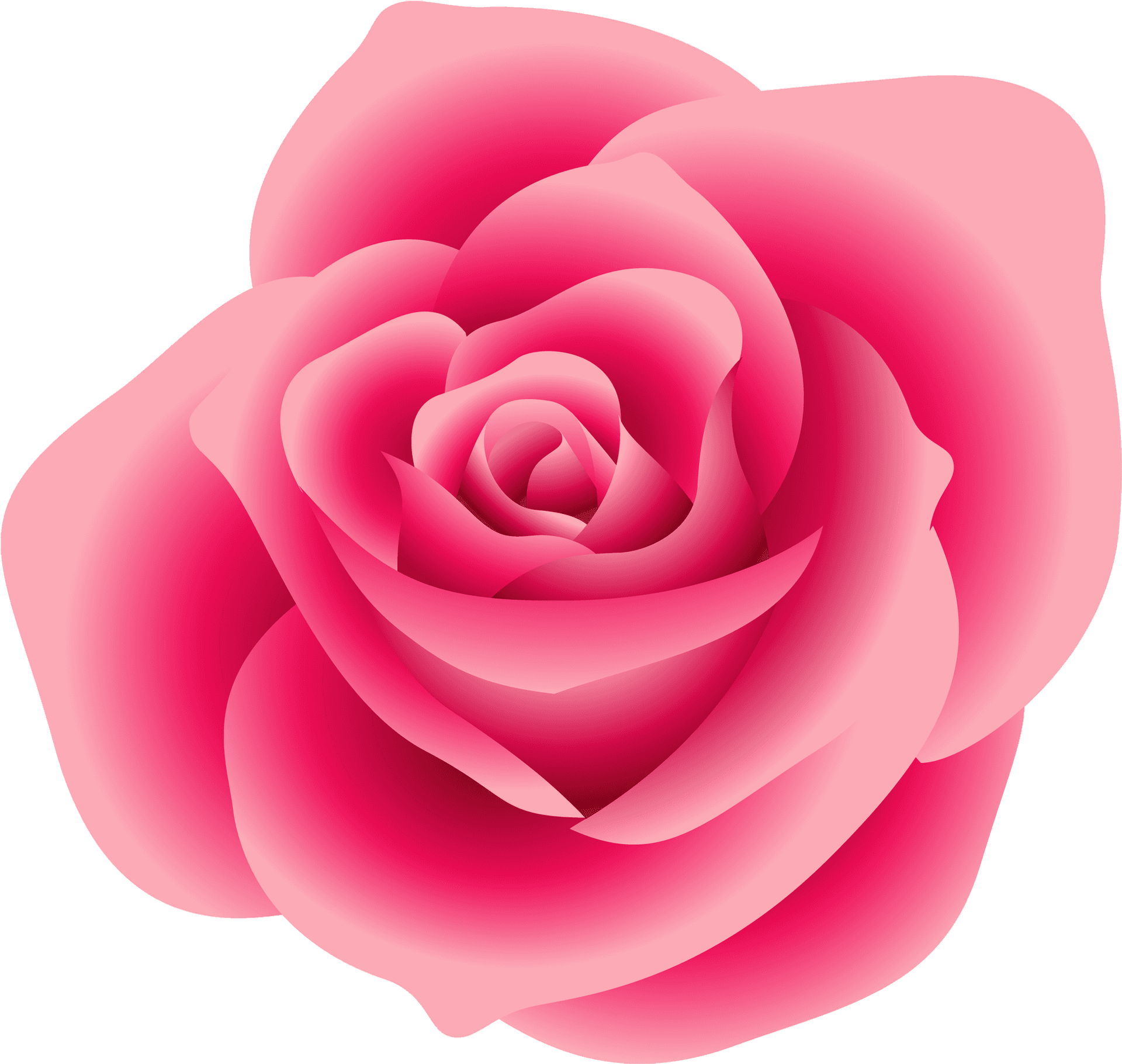 Vibrant Pink Rose Graphic PNG