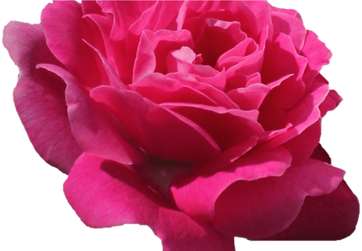 Vibrant Pink Rose Isolated.png PNG