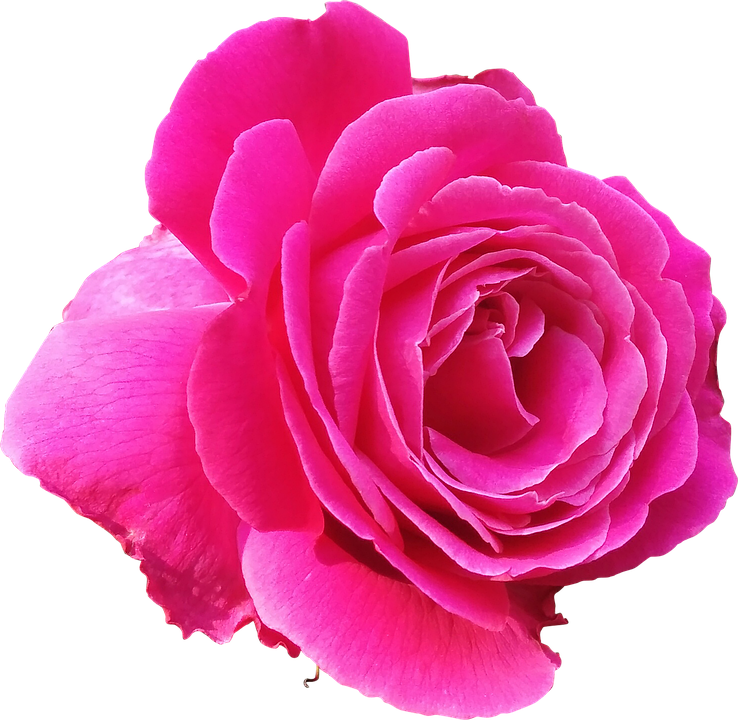 Vibrant Pink Rose Isolated.png PNG