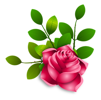 Vibrant Pink Rose Vector Illustration PNG
