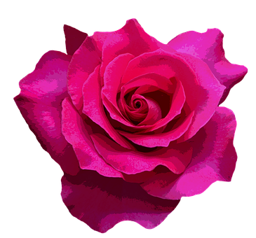 Vibrant Pink Roseon Black Background PNG