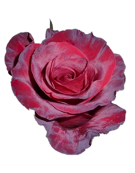 Vibrant Pink Roseon Black Background PNG