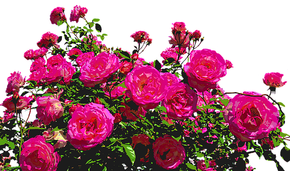 Vibrant Pink Roses Artistic Render.jpg PNG