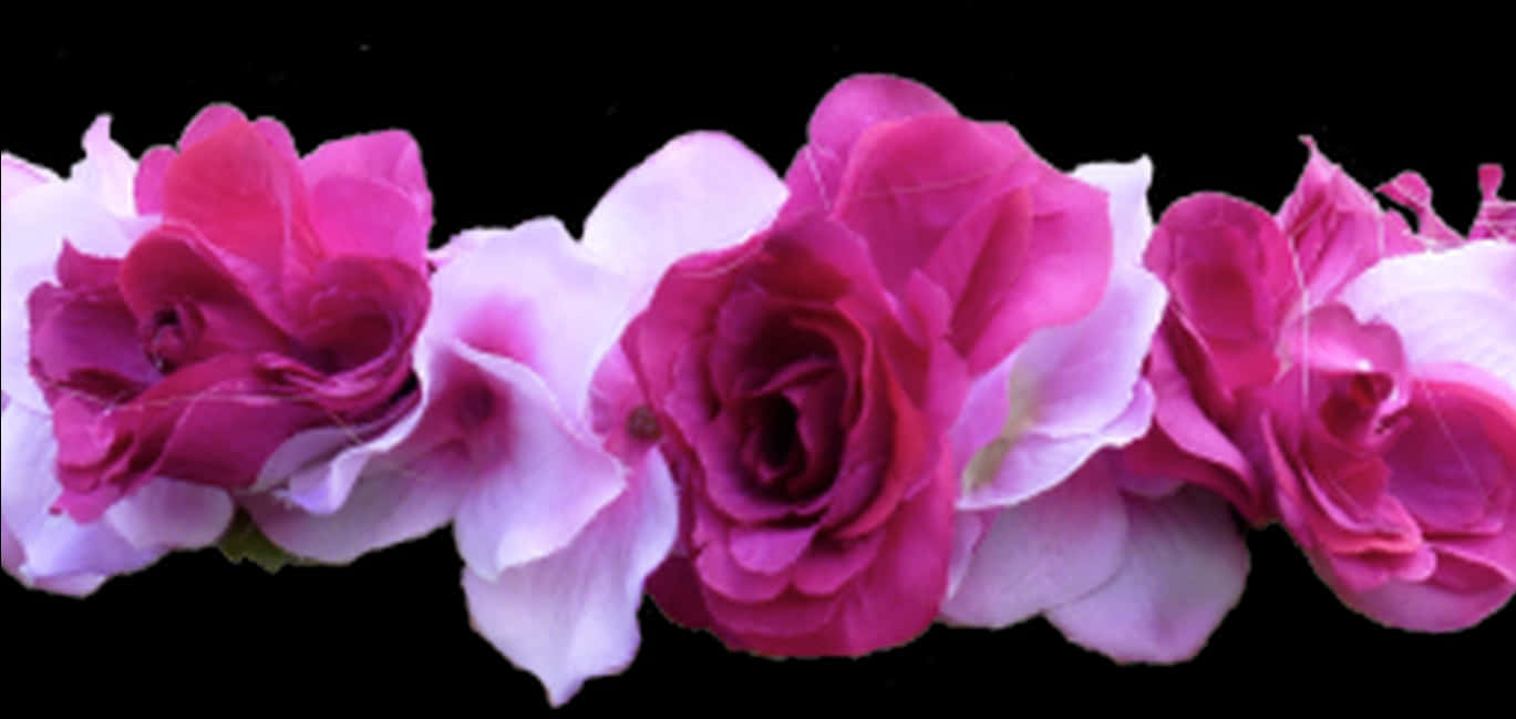 Vibrant Pink Roses Black Background PNG