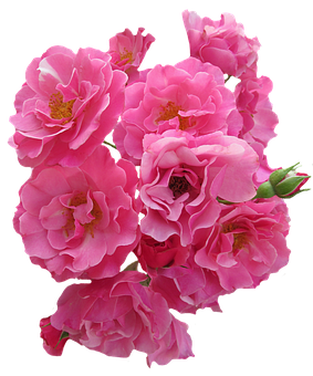 Vibrant Pink Roses Black Background PNG