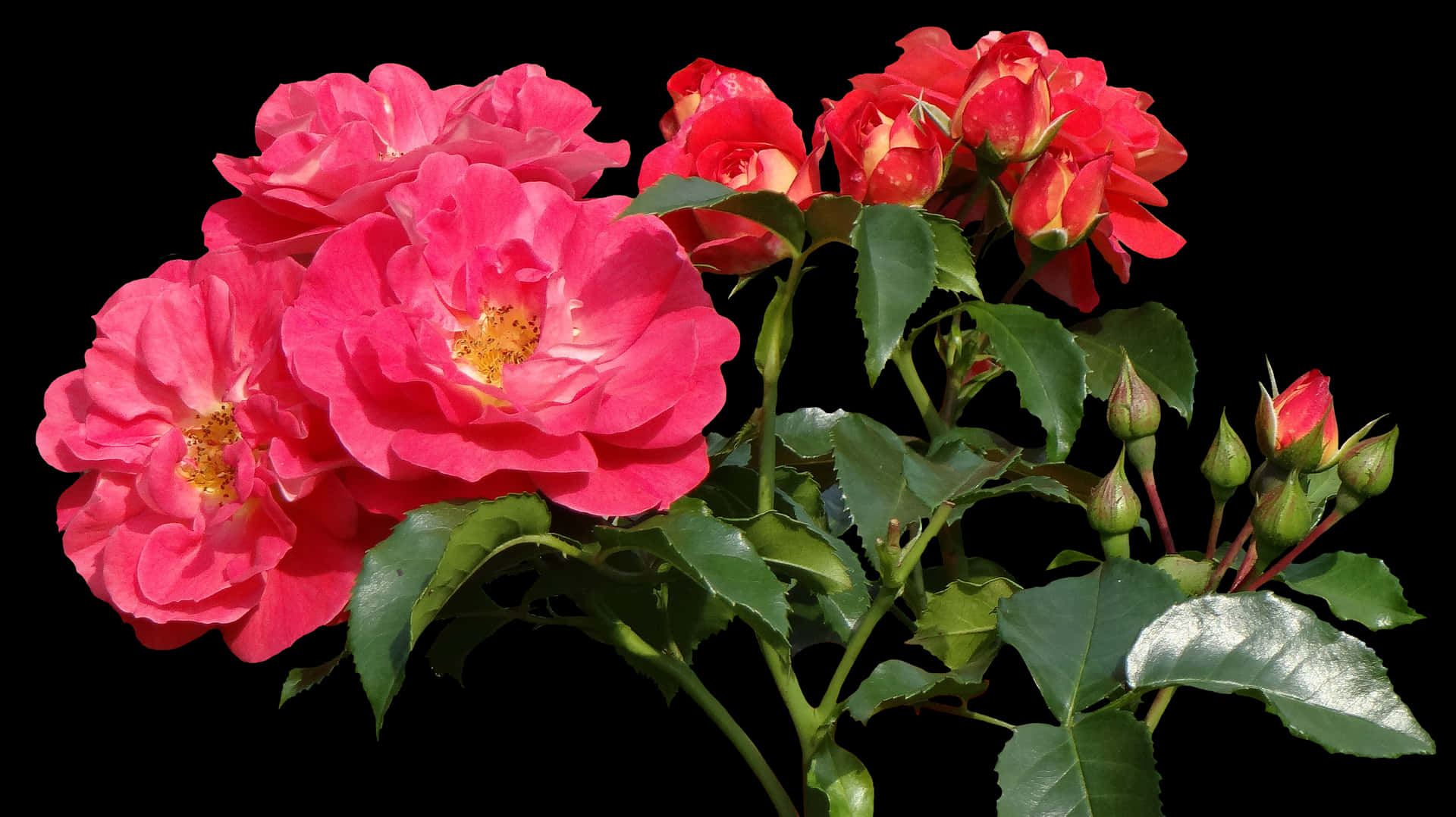 Vibrant Pink Roses Black Background.jpg PNG