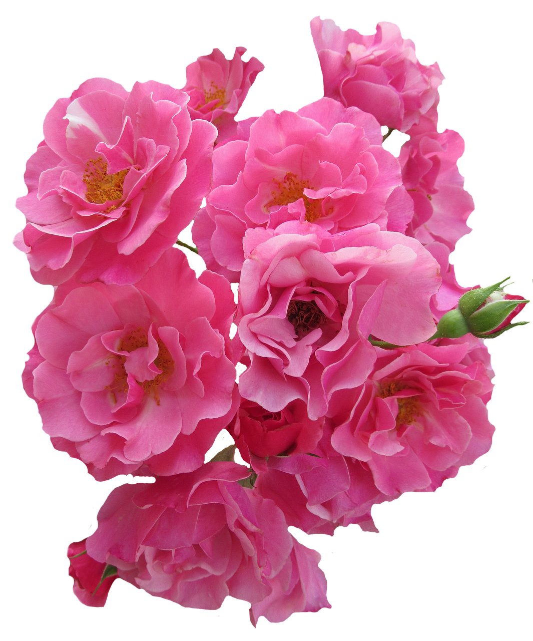 Vibrant_ Pink_ Roses_ Black_ Background.jpg PNG