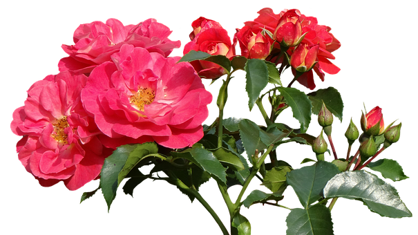 Vibrant Pink Roses Black Background.jpg PNG