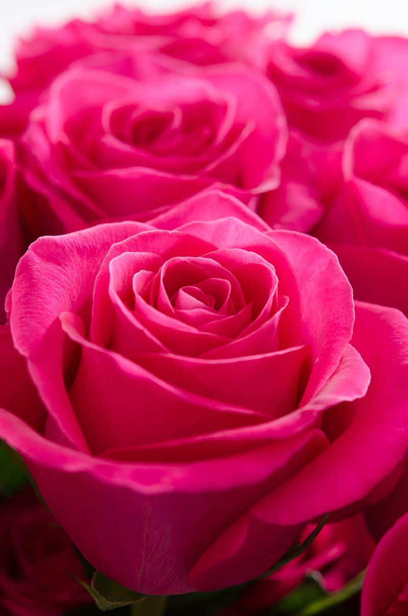 Vibrant Pink Roses Bouquet.jpg Wallpaper