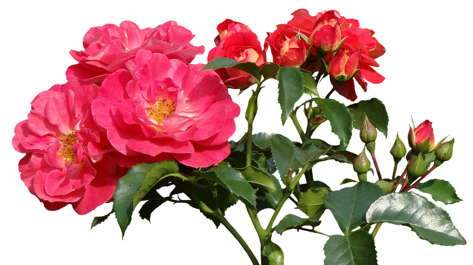 Vibrant Pink Roses Cluster.png PNG
