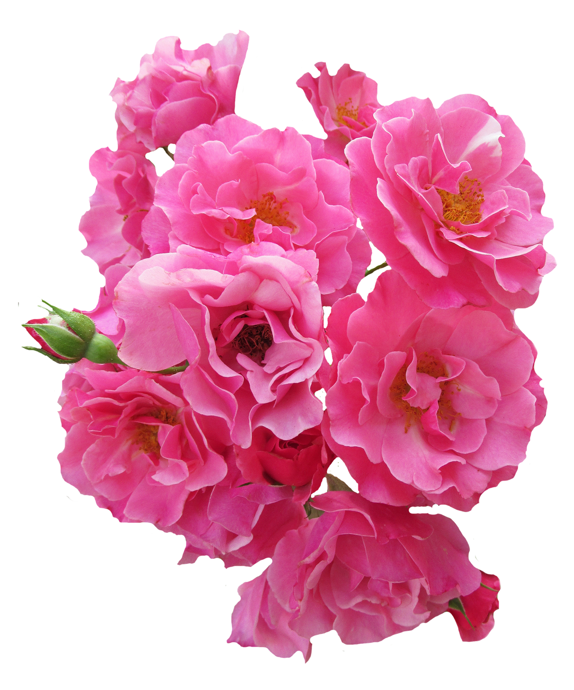Vibrant_ Pink_ Roses_ Cluster.png PNG