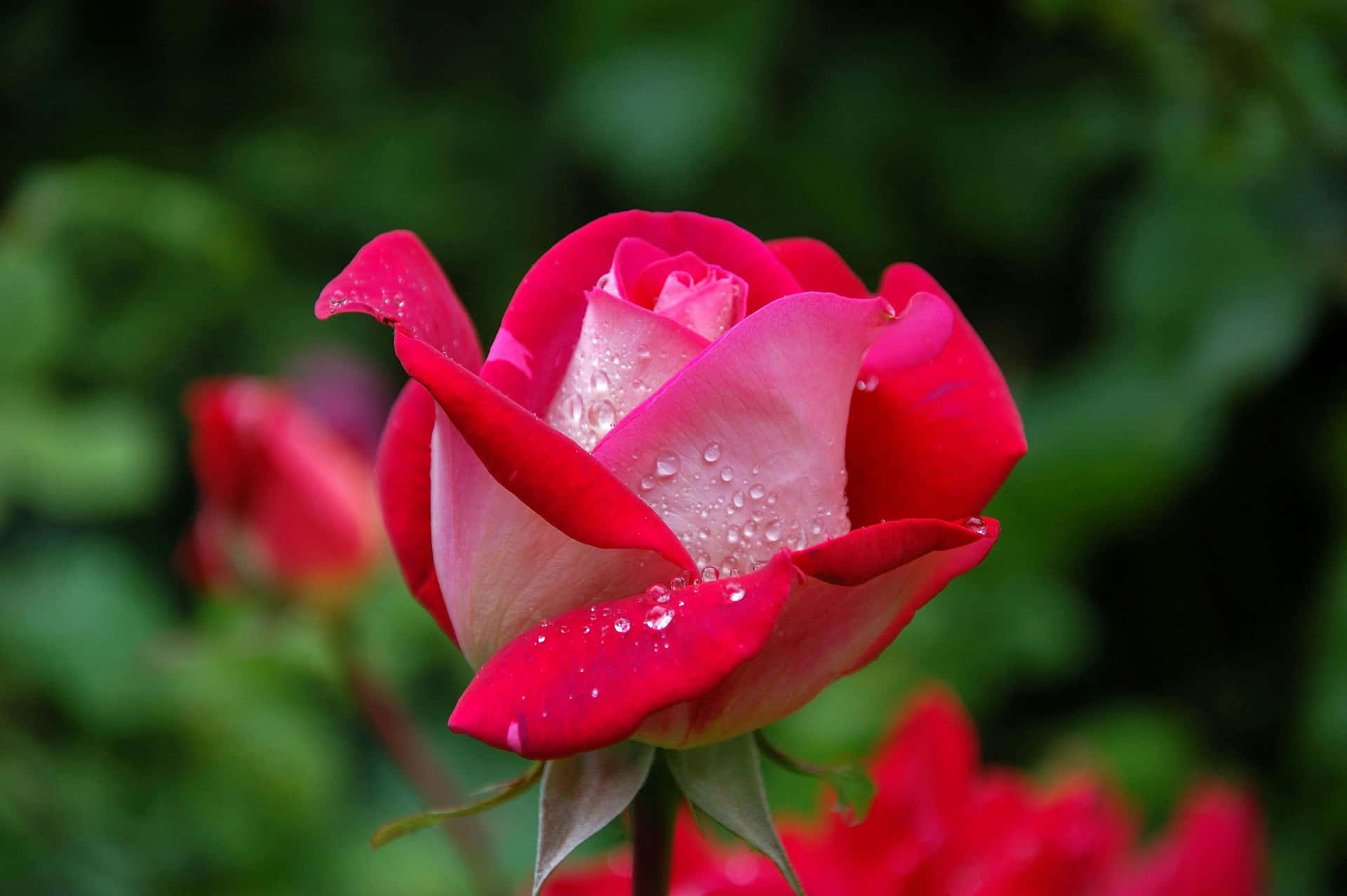 Vibrant Pink Rosewith Dew Drops Wallpaper