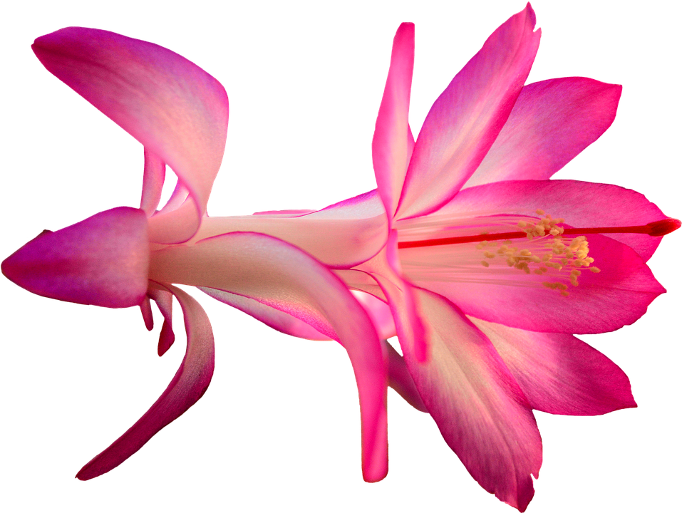 Vibrant Pink Schlumbergera Flower.png PNG