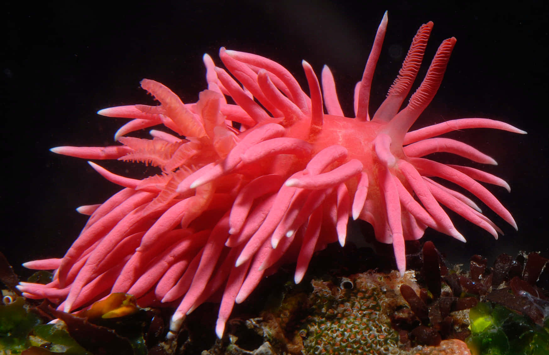 Vibrant Pink Sea Slug Wallpaper