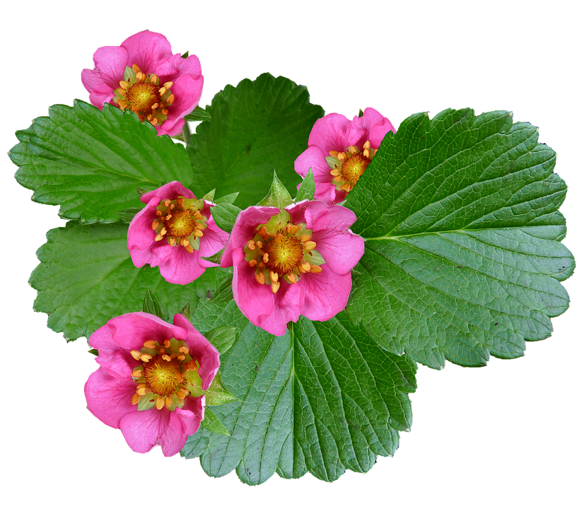 Vibrant_ Pink_ Strawberry_ Flowers PNG