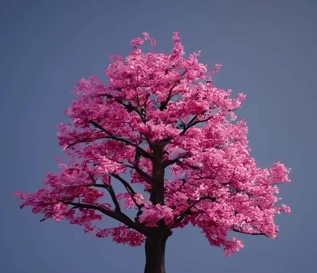 Vibrant Pink Tree Against Blue Sky Wallpaper