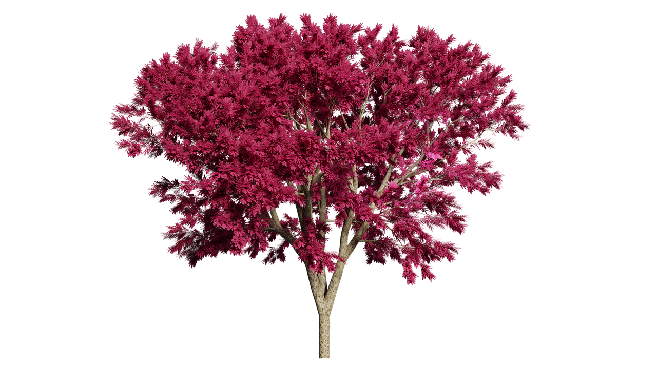 Vibrant Pink Tree Black Background PNG