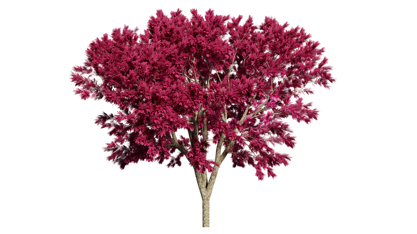 Vibrant Pink Treeon Black Background.jpg PNG