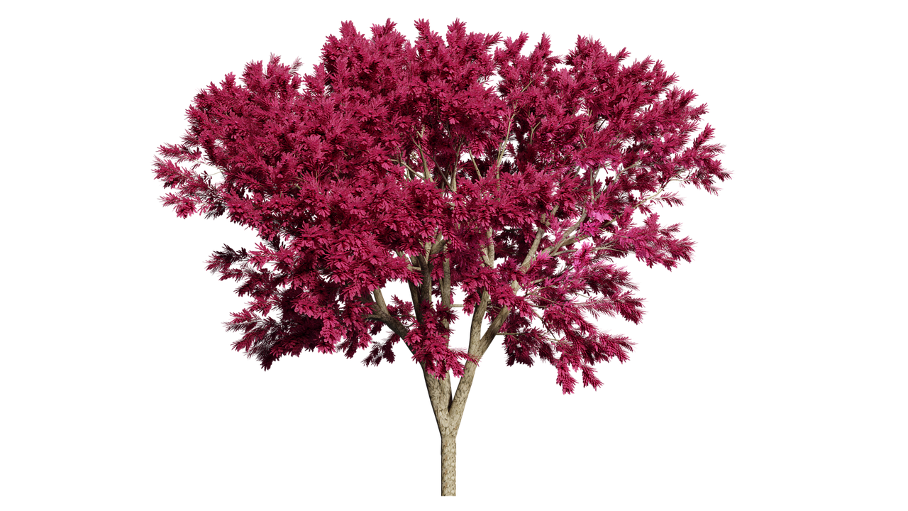 Vibrant Pink Treeon Teal Background PNG