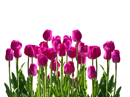 Vibrant Pink Tulips Against Black Background.jpg PNG