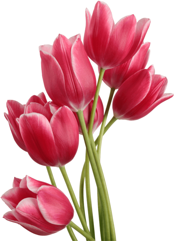 Vibrant Pink Tulips Bouquet PNG