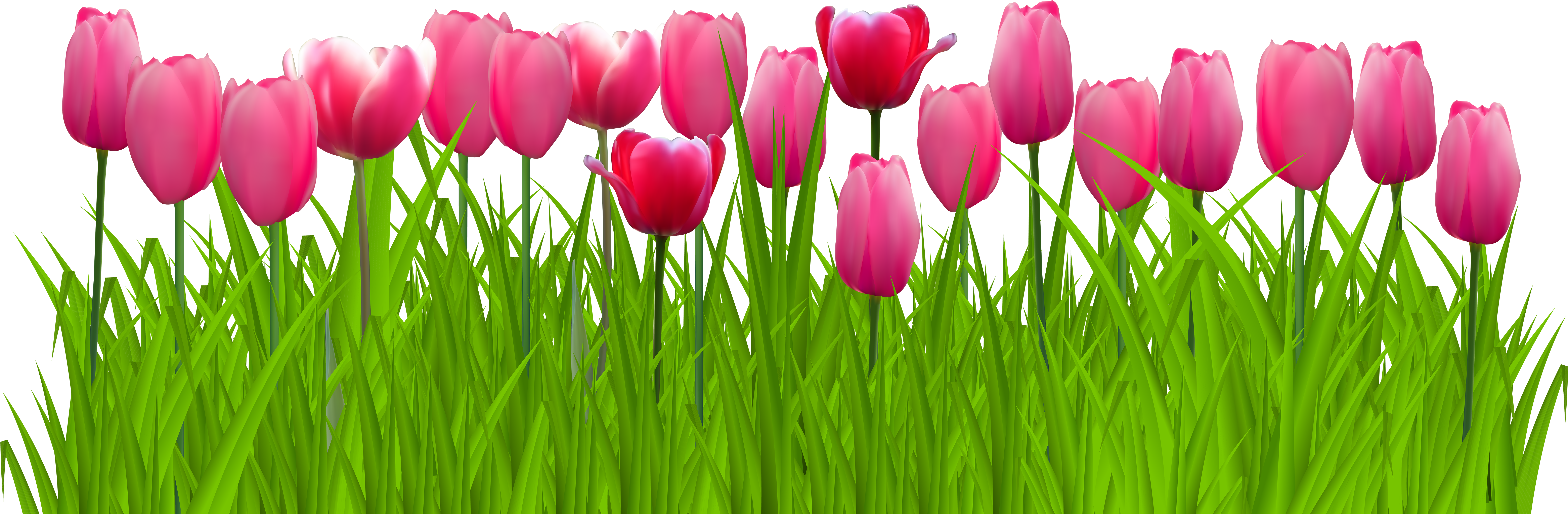Vibrant Pink Tulips Row PNG