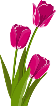 Vibrant_ Pink_ Tulips_ Vector PNG