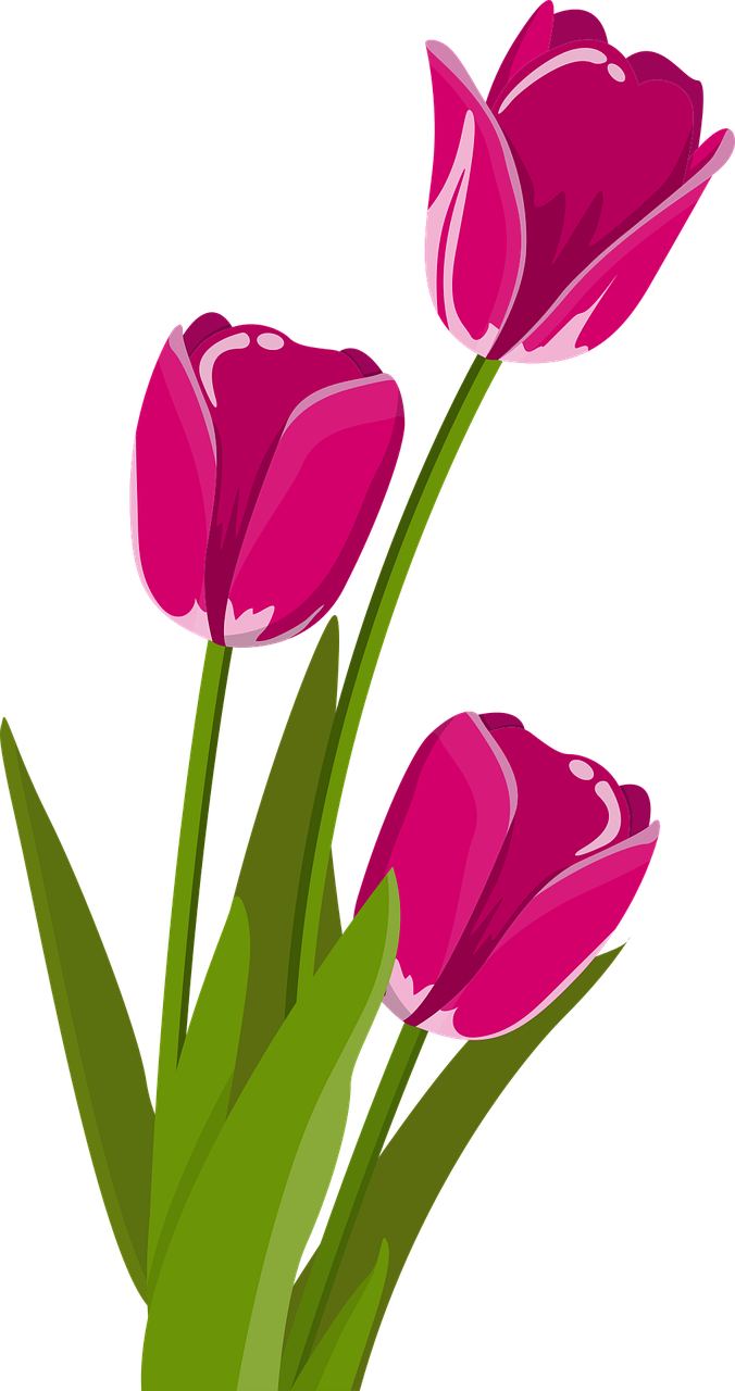 Vibrant Pink Tulips Vector PNG