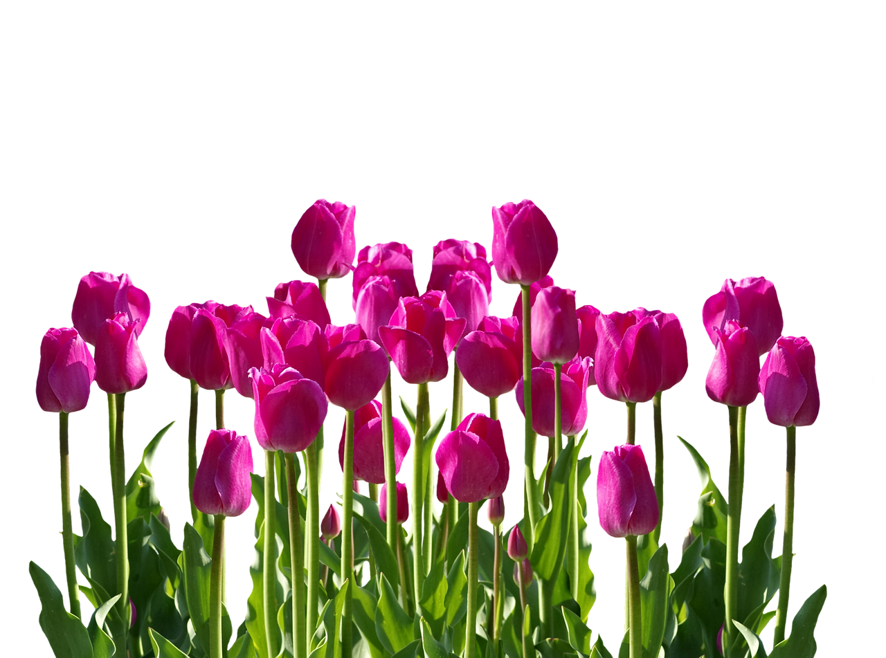 Vibrant Pink Tulipson Black Background PNG