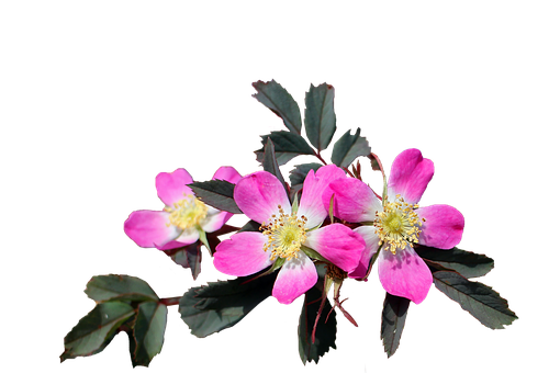 Vibrant Pink Wild Roseon Black Background PNG