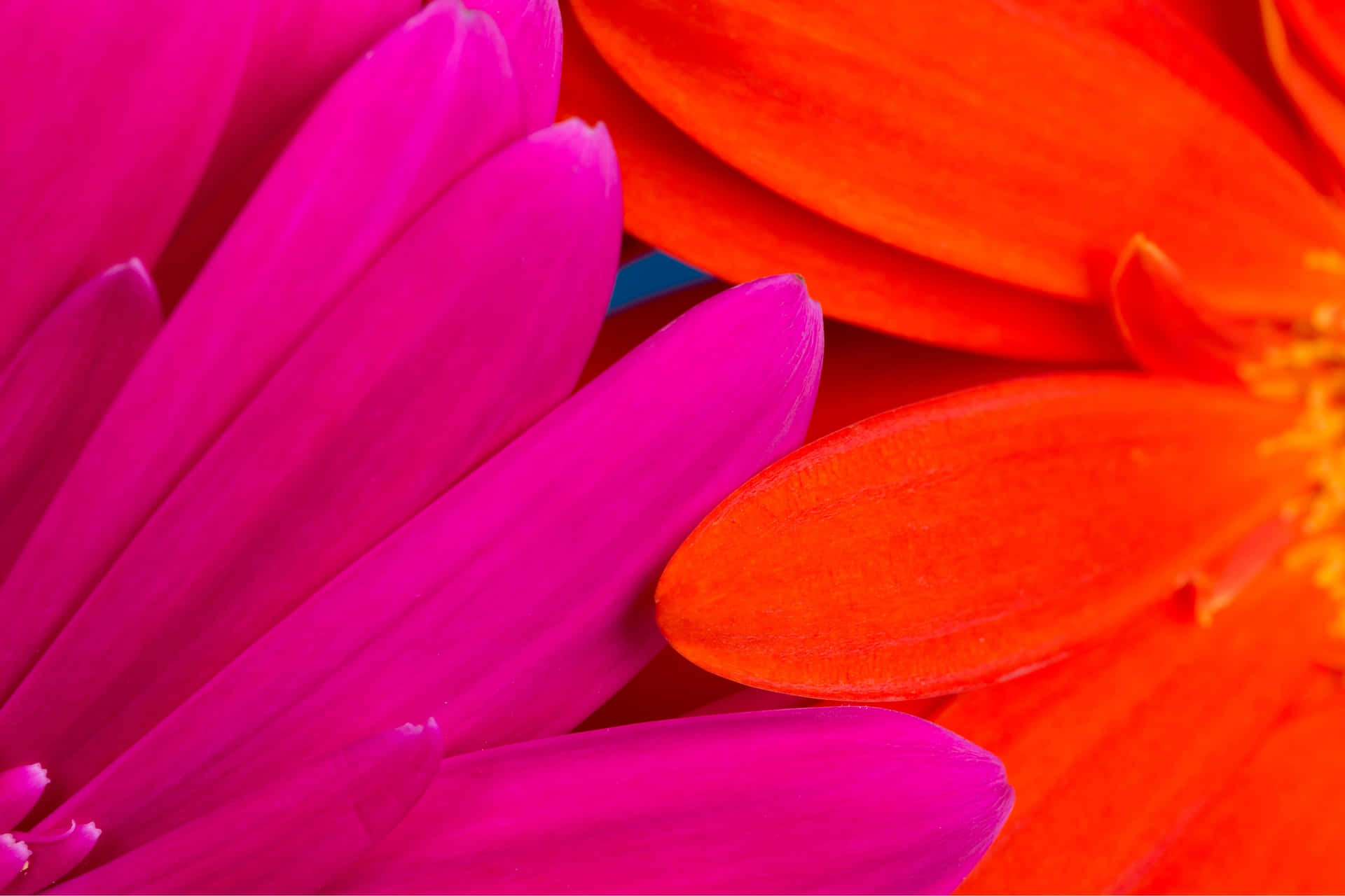 Vibrant Pinkand Orange Floral Closeup Wallpaper