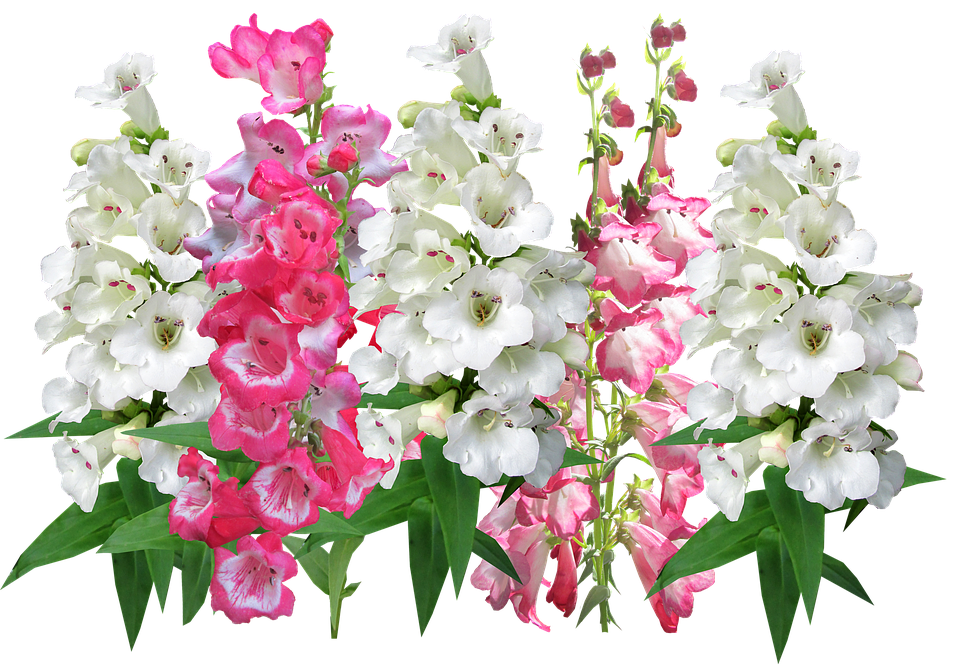 Vibrant Pinkand White Antirrhinum Flowers PNG