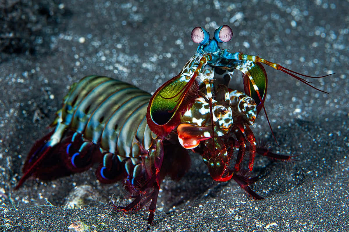 Vibrant Pistol Shrimp Displaying Its Vivid Colors In Its Natural Aquatic Habitat Wallpaper