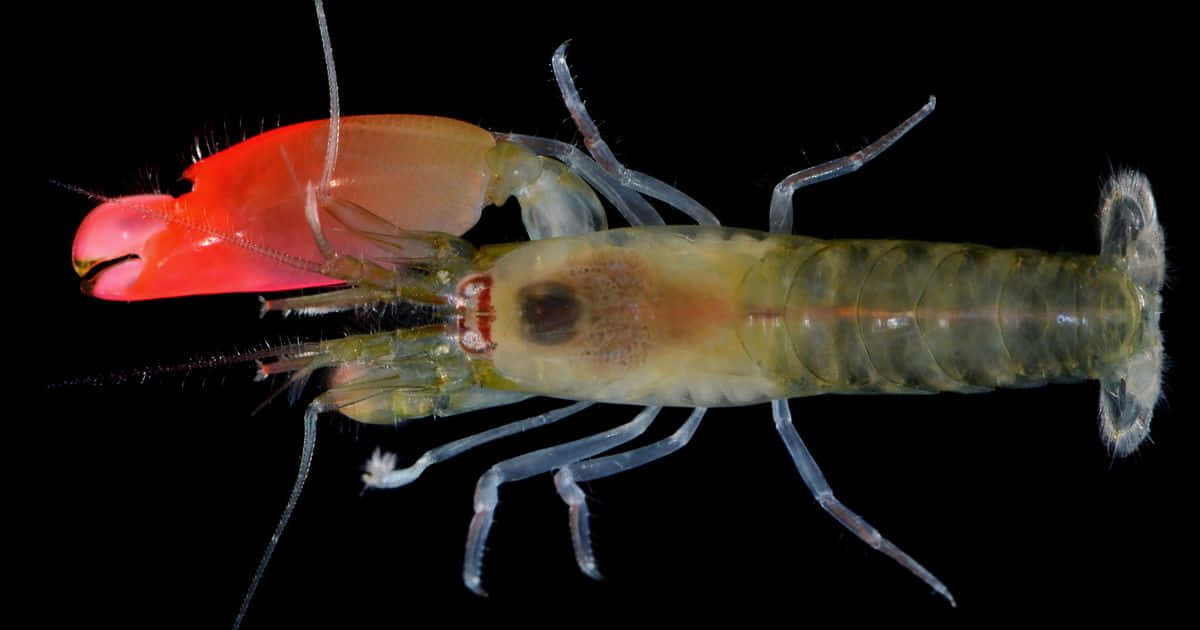 Vibrant Pistol Shrimp In Its Natural Habitat Wallpaper